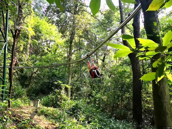 叢林軌道滑索 叢林軌道滑索